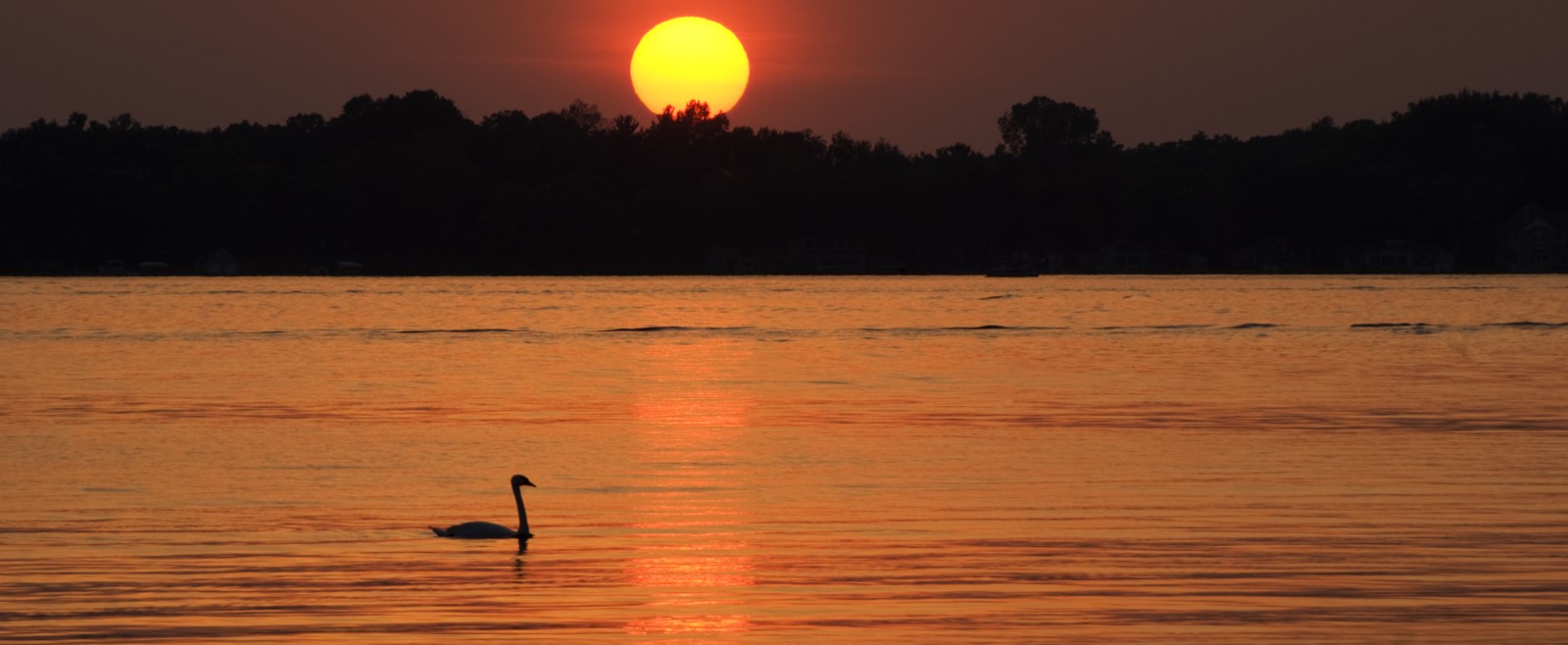 a bird swimming on a lake with the sunsetting